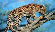 十二生肖2019年10月22日运程