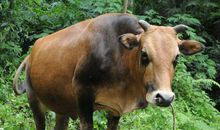 1月横财大财旺，2月偏财大发，有钱不怕天气冷的4生肖