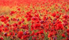 2020鼠年农历十月出生的男孩命运解析，好运不断，事业有成