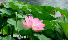 十二生肖中，2月初喜事频传，惊喜不断，大运临门的4大生肖