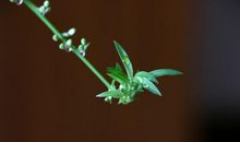 下周起贵人自来，财源滚滚，横财接连不断，富贵不愁的四属相