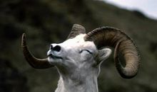 属羊的人2020年运程(图文)