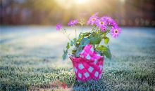 1978年的生肖何时好运(图文)