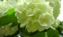 未来两个月偏财运持续旺盛，正财运稳步增长，好运不断的四属相