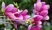 2020年2月健康运最旺的生肖，属兔人健康运最为平稳