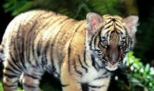 2010年属虎的人2021年运势 12岁佩戴什么吉祥物好