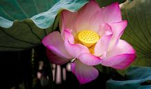 上半年绝处逢生，下半年捷足先登，11月苦尽甘来的4个生肖