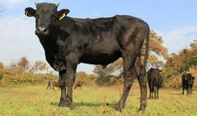 2009年属牛的人2021年运势 13岁佩戴什么吉祥物好