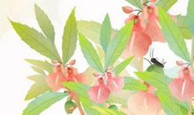 生肖属兔的男人2020年财运，工作顺利，亲友帮助