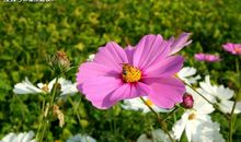 从6月份开始，气势如虹，好运相伴，生活幸福的三大星座