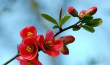 2020年，霉运散去，喜事如雨下不停，迎接财运大红大紫的3大生肖