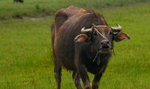 1月结束前，爱情桃花朵朵开，日子幸福美满的4个生肖