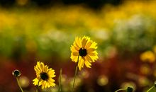 1斗9簸箕，螺在右手注定是成功者