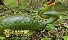 1977年属蛇的人明年运势