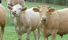 2021年适合生子的属相 2021年添丁几月份好？