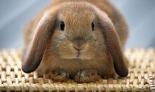 吉星高照！3月运势起飞，日子越来越富贵的五生肖