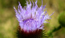 这4个生肖，3月财运最旺，日子富裕，事业一顺百顺