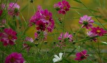 11月金库饱满，秒变富翁的生肖，喜事接2连3，人生道路顺遂