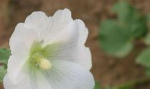 11月21号起转大运行好运的生肖，男的仕途得意，女的感情顺利