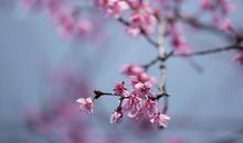 2020年3月下旬运势大好，财旺福旺的3大生肖！