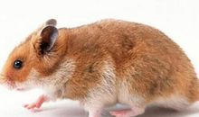 梦见老鼠是什么意思