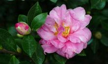 从农历二月二开始，运势由衰转旺，前程似锦，富贵相伴的属相