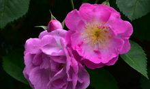 11月不愁发不了大财的生肖，一路大赚特赚，一年比一年有钱