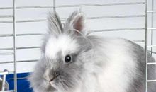 2011年属兔的人2021年运势 11岁佩戴什么吉祥物好