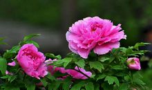 熬过10月，贵人财神齐登门，3生肖钱财大旺，大富大贵大翻身！