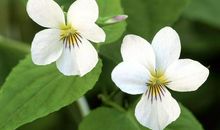 在6月份，满目柔情，藕断丝连，回心转意的三大星座