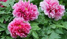 9月喜事一件接一件的3大生肖，桃花财运双丰收，? 富裕又幸福