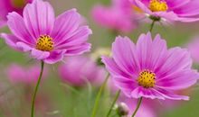 11月中旬财运顺遂，求财必发的生肖，生意越做越大，再不为钱愁