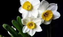 近一周，财运大开，事业腾飞，偏财发不停的星座