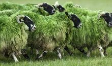 2021年属羊犯太岁送什么礼物好？要佩戴什么吉祥物破解