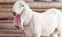 2015年属羊的人2021年运势 7岁佩戴什么吉祥物好