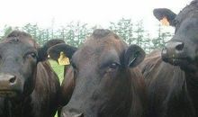 2021年属牛几月份出生最好命，几月份命格最好？