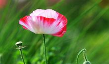 年底事业旗开得胜，财运旺盛的4属相，求财顺利，富贵双全