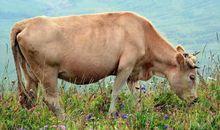 2021年属牛生牛宝宝会不会冲？本命年可以生小孩吗？