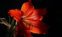 11月21号开始运势涨百倍，添财添福添好运，财运大旺的四属相