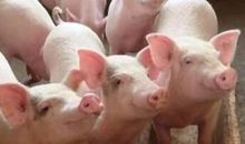 2019年属猪的人2021年运势 3岁佩戴什么吉祥物好