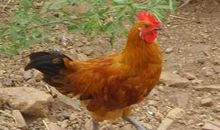 2017年属鸡的人2021年运势 5岁佩戴什么吉祥物好