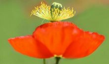 4属相未来30天快人一步，赚到大钱，越来越顺心如意