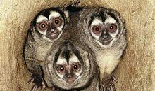 2016年属猴的人2021年运势 6岁佩戴什么吉祥物好