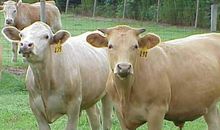 2021年属牛本命年要注意什么 犯太岁佩戴什么好运