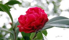 3天之后好运来袭，财运节节攀升，富贵难挡，生活无忧的3大生肖