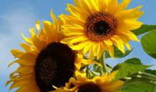 未来七天就能够走运的三大生肖，各种好事都被他们碰到了