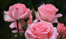 11月开始财气横生，真爱找上门的生肖，事业旺盛，年底十人九富