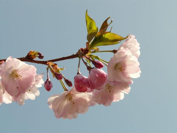 未来3年内必能发财致富，有贵人相助，能当上大老板的四大生肖！