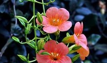 11月下旬能够发大财，赚到越来越多的钱的生肖，顺利发家致富