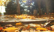 丑时出生的鼠宝宝，女鼠一生衣禄无忧男鼠稍差一些